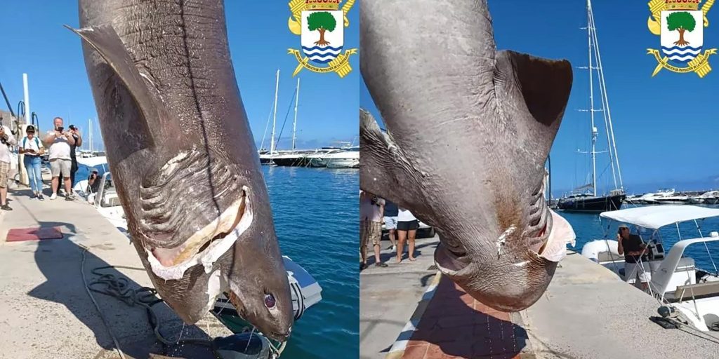 Gigantische haai gevonden in Altea