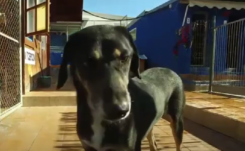 Dierenasiel La Nucia overspoeld met puppy's